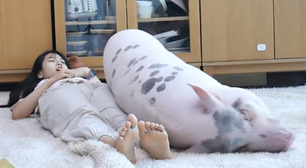 2只宠物猪争宠凑近后却忍不住取笑不愧是吃饲料长大的