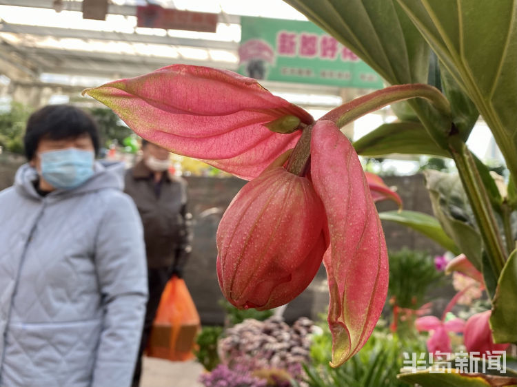 李村大集年宵花走"高级风" 紫玉珊瑚高调登场