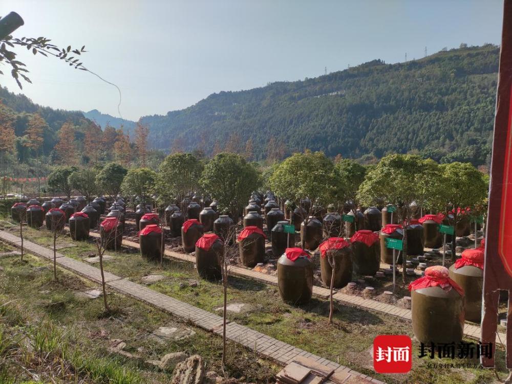 12月8日下午,寒气袭人,巴中市平昌县小角楼白酒产业园区内酒香四溢,游