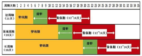 很多人不知道答案|怀孕|子宫内膜|母乳喂养|月经