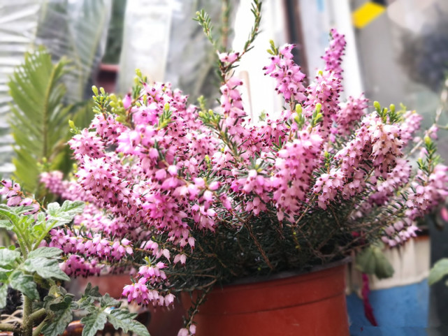 欧石楠 耐寒的 网红 盆栽 花朵又美又香 花期长 东北也能养 欧石楠 盆栽 花卉 石楠花