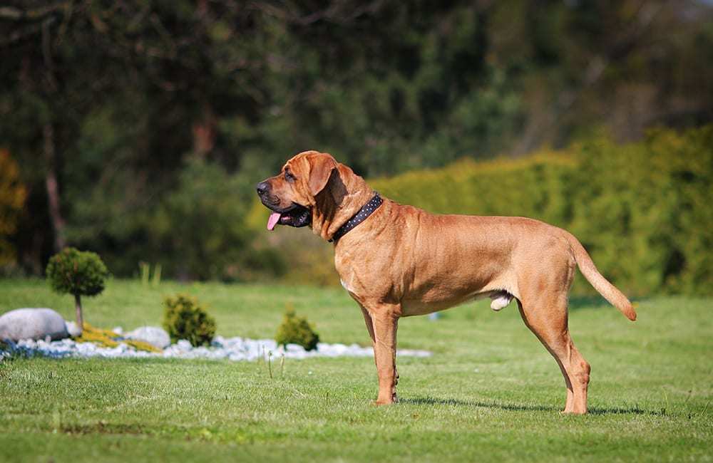 世界上名貴犬種清單(二)_騰訊新聞