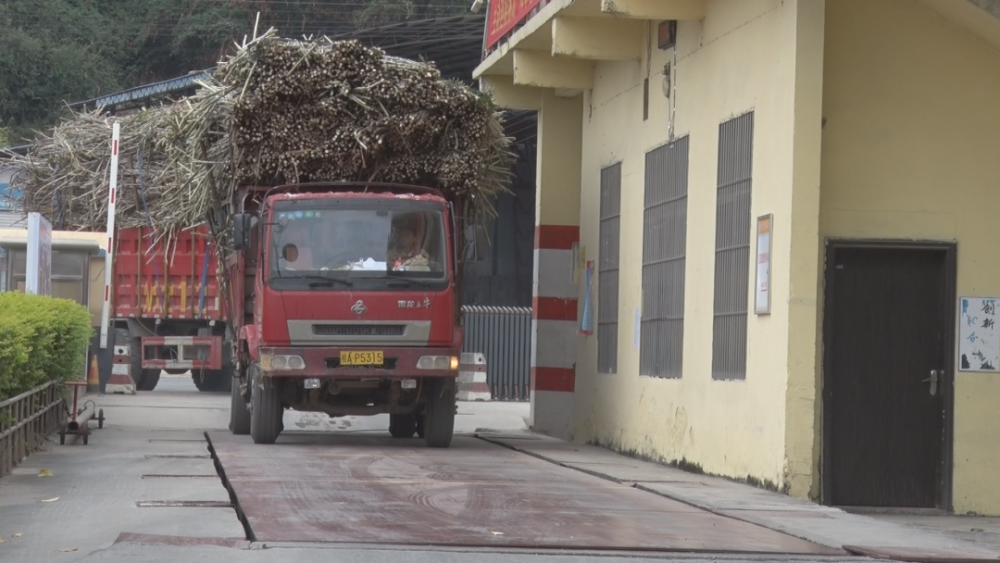 马山南华开榨 预计甘蔗进厂量同比增长21%