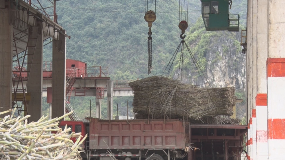 马山南华开榨 预计甘蔗进厂量同比增长21%