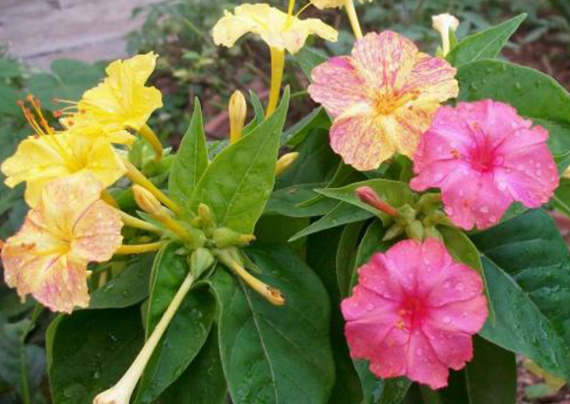 人称 状元花 若长在你家路旁 是福气 请移植 盆栽 植物 紫茉莉 花卉