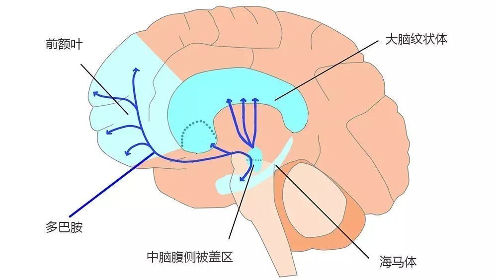 大脑纹状体区域图片