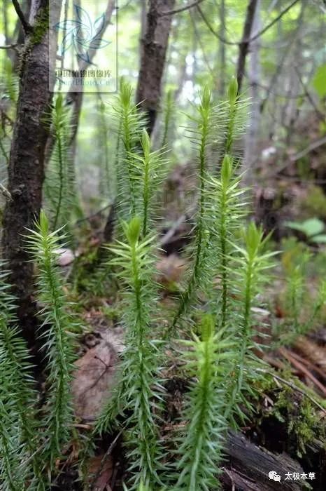 小接筋草,见过吗?止血,续筋.用于跌打损伤,外用治外伤出血_腾讯新闻