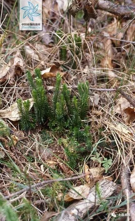 小接筋草,见过吗?止血,续筋.用于跌打损伤,外用治外伤出血_腾讯新闻