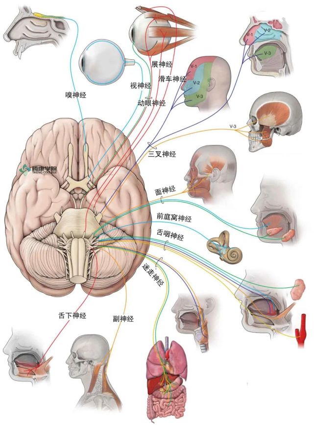 内脏疾病 迷走神经诊疗方案 迷走神经 内脏 脑神经 食道 舌骨