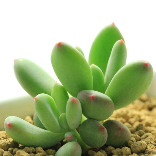 公认的三大 多肉美人 好养又好看 值得拥有 月美人 多肉 桃美人