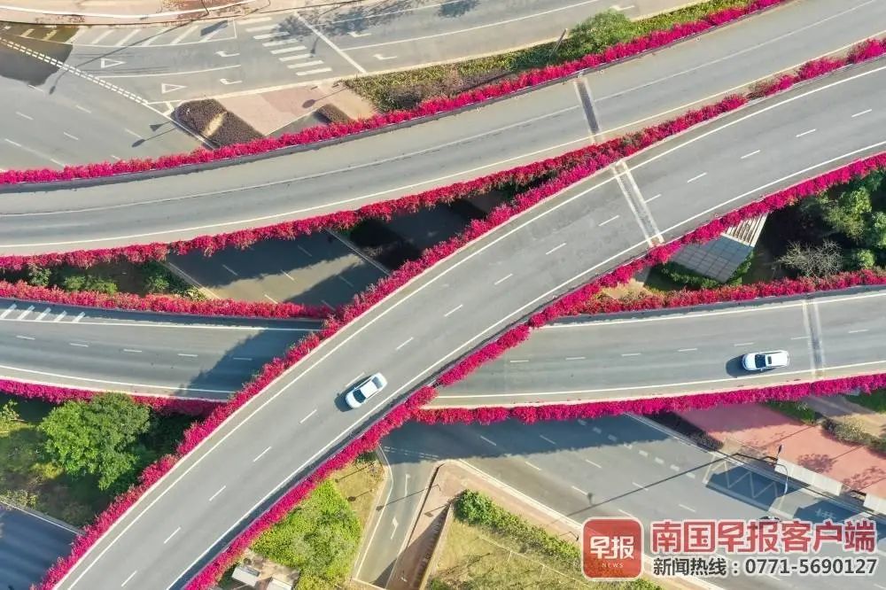 这样的三角梅你见过吗就在南宁