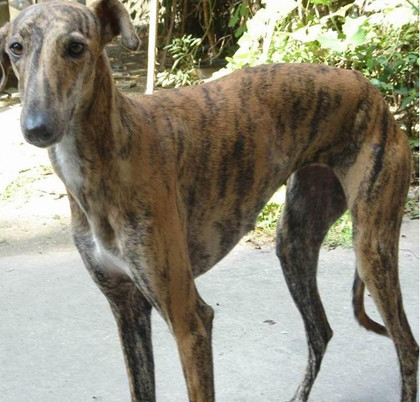 意大利灵缇猎犬