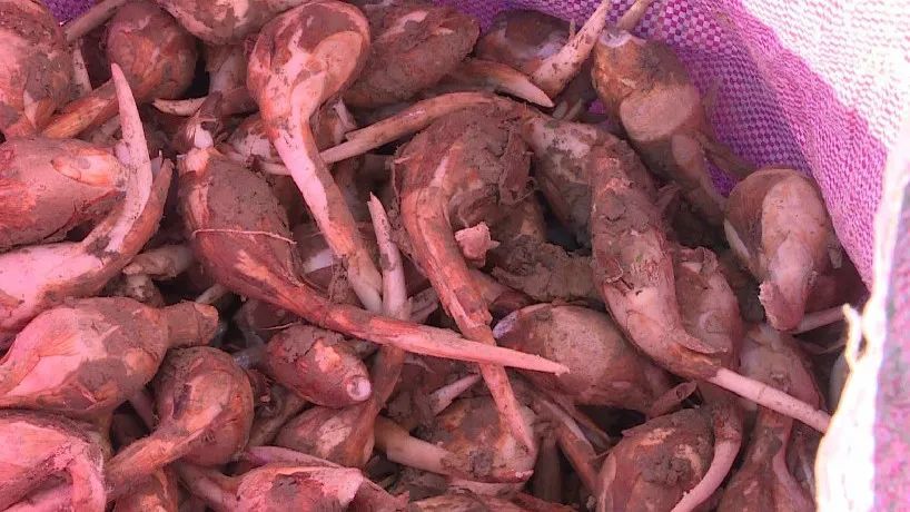 九龙峰读光村:发展茨菇产业 助力村民增收