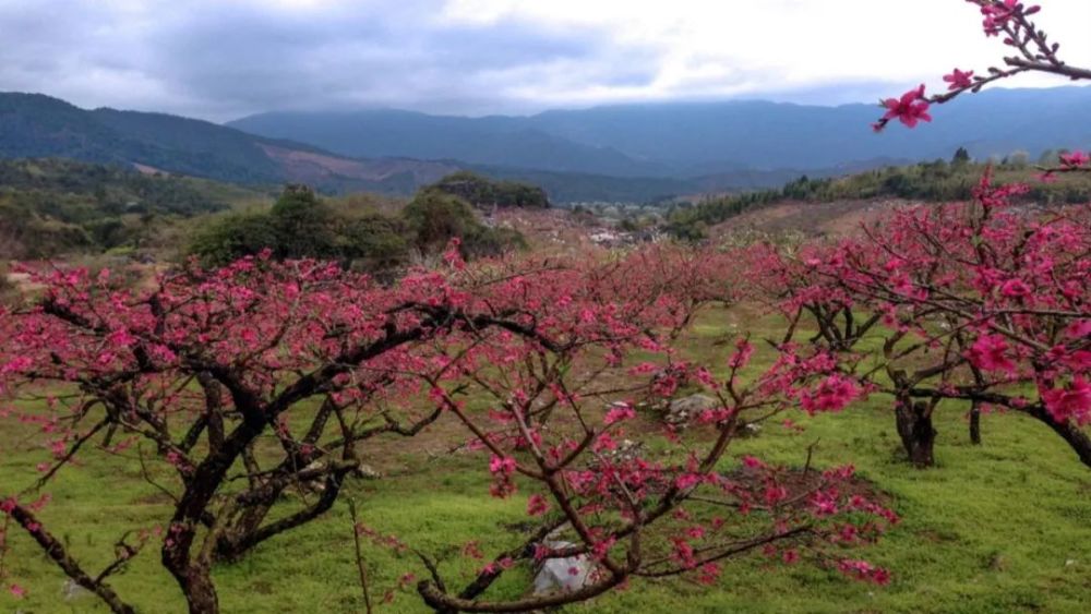 惠东梁化国有林场打造森林生态示范园 梅园景区年底焕新颜_腾讯新闻
