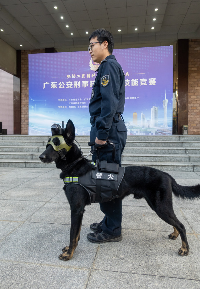 警犬实战技能的赛场上,警犬基地便展示了他们最新训练的电子存储设备