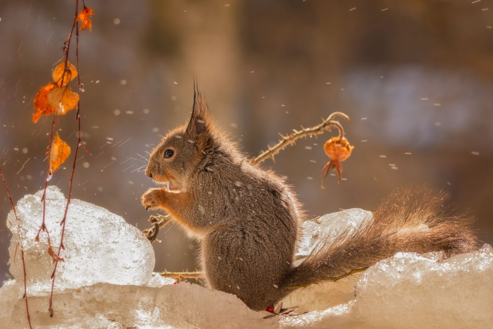 地松鼠冬眠8个月每分钟心跳1次人类离休眠去太空又近一步