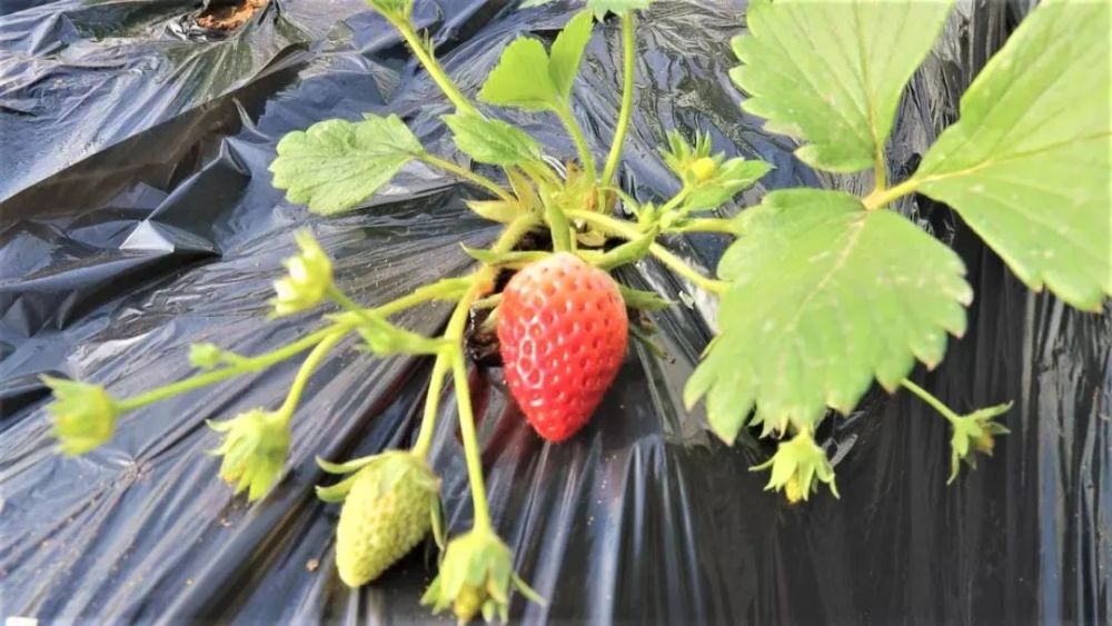 阳泉这里的草莓名叫"白玉""红宝石"