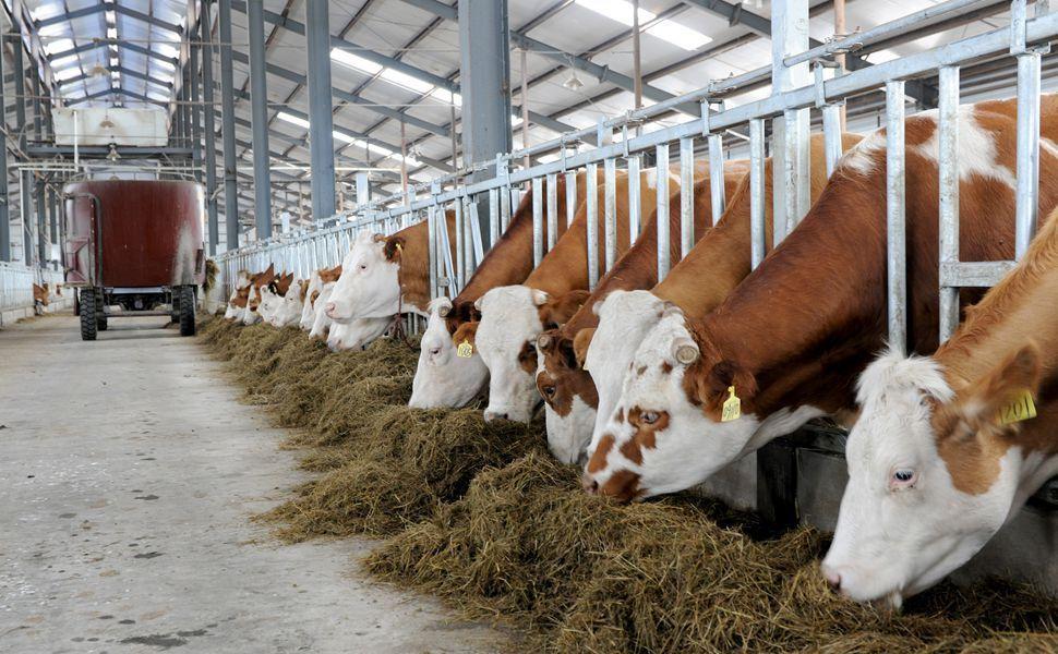 牛养殖的更多可能性先得让牛吃好睡好,肉质才能好.