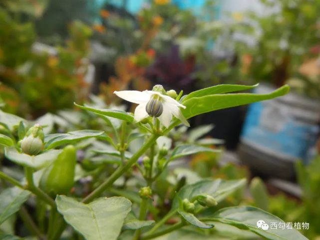 朝天椒 capsicum annuum var.conoides|朝天椒