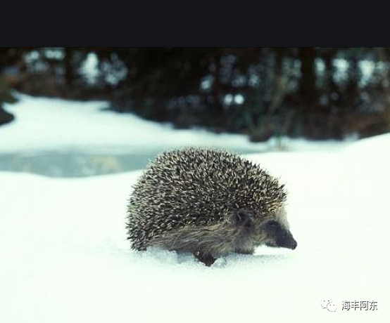 乡下雪地里的刺猬