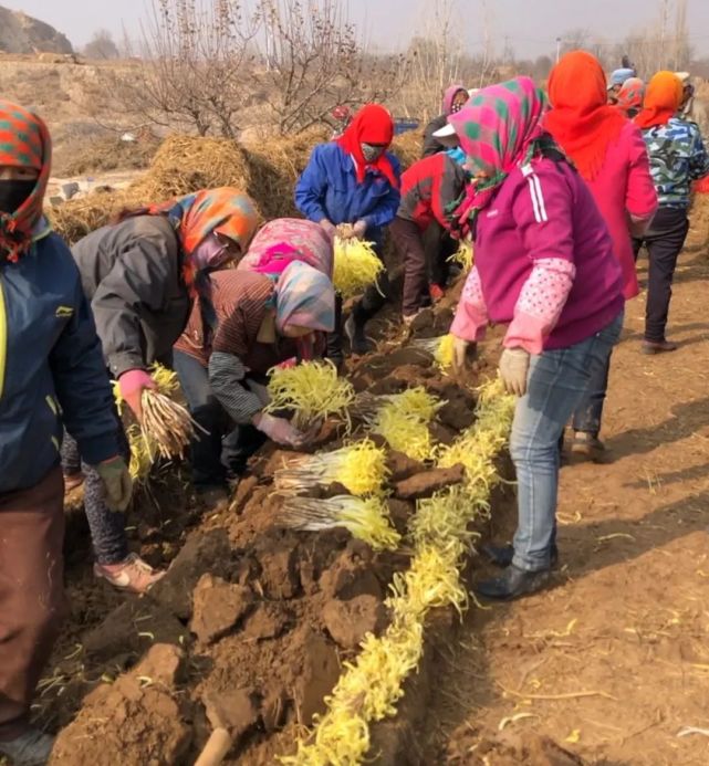 兰州张家大坪韭黄即将开镰收割啦