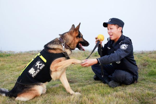 12月9日,岱山县公安局巡特警大队警犬训导员引导警犬进行默契训练.