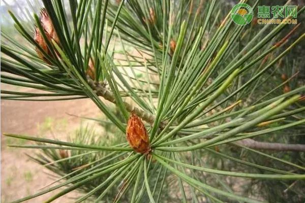 松树的种类都有哪些 白皮松 五针松 樟子松 盆栽 高山松 雪松 松树 金钱松