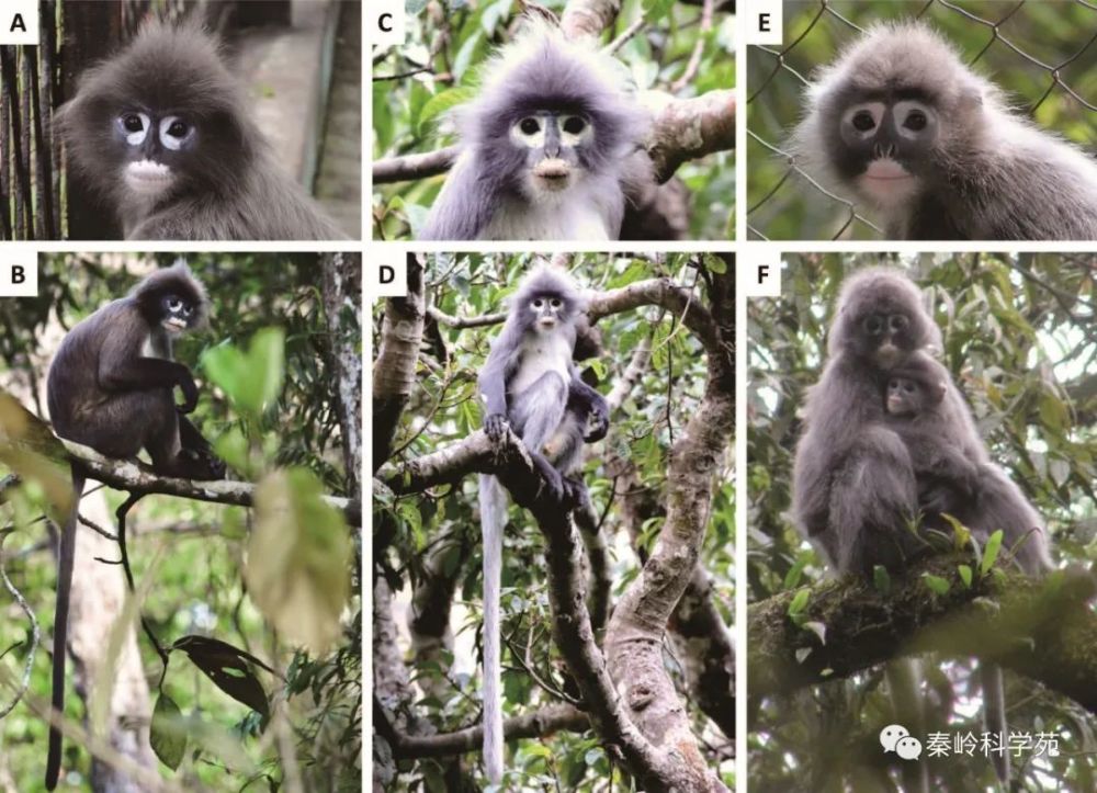 世界灵长类大家族又添新成员——波巴叶猴