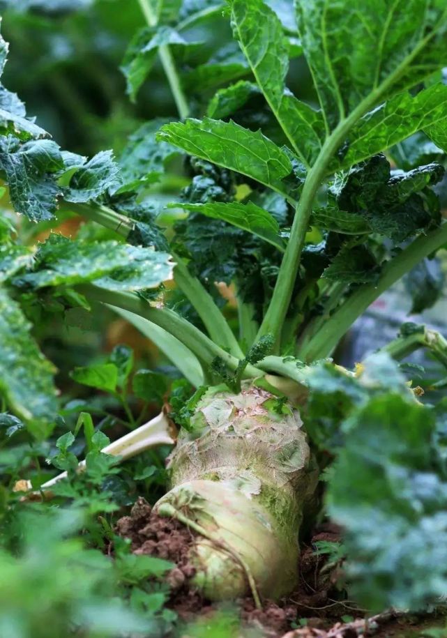 大概不多,各地的咸菜各有特点,互不雷同,北京的水疙瘩,天津的津冬菜