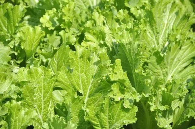 每一个广东人的心中 总有这 芥 不掉的美味 腾讯网