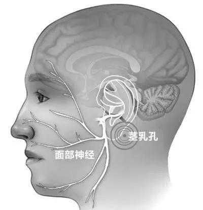 面部神经分布图编辑