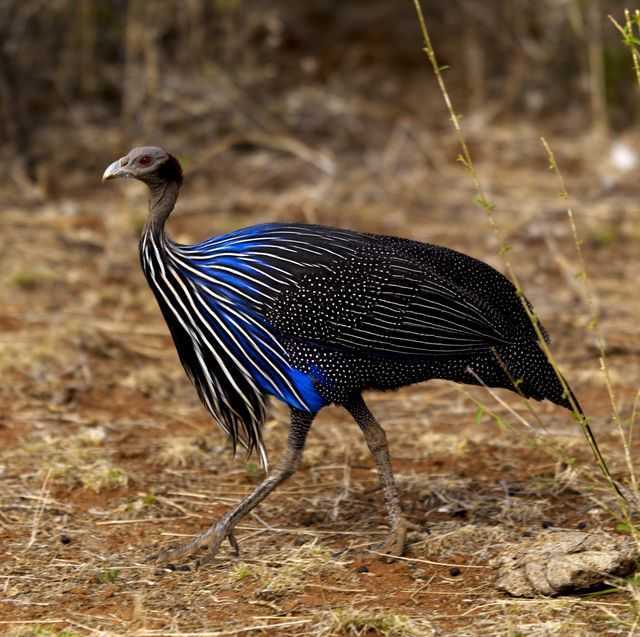 地球上的30只最奇怪的鸟