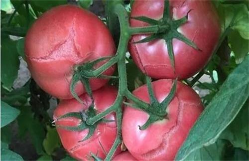 番茄上市期到了,如何保障果实品质?早衰,裂果,青果怎么办?