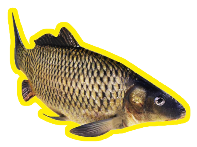 捕获野生鱼不在少数解鱼的频率来看从他在丝网上有人开始娴熟地收网