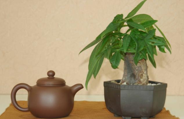 冬季天冷养这几样植物 趁早断水吧 不然盆盆都黄叶又烂根 腾讯网