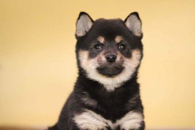 柴犬品相如何看 家长明白选的就不是废柴了 柴犬 秋田犬 八公 日本