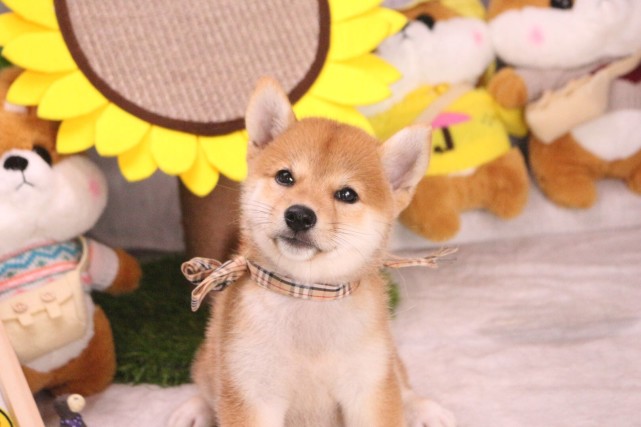 柴犬品相如何看 家长明白选的就不是废柴了 柴犬 秋田犬 八公 日本