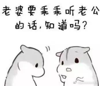 仓鼠表情包:老婆我就亲亲不做什么