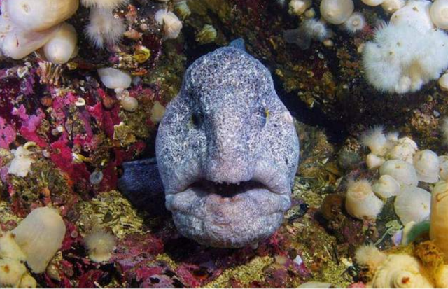 渔民出海捕到龙鱼同伴看后大惊龙你个大头鬼不要命了