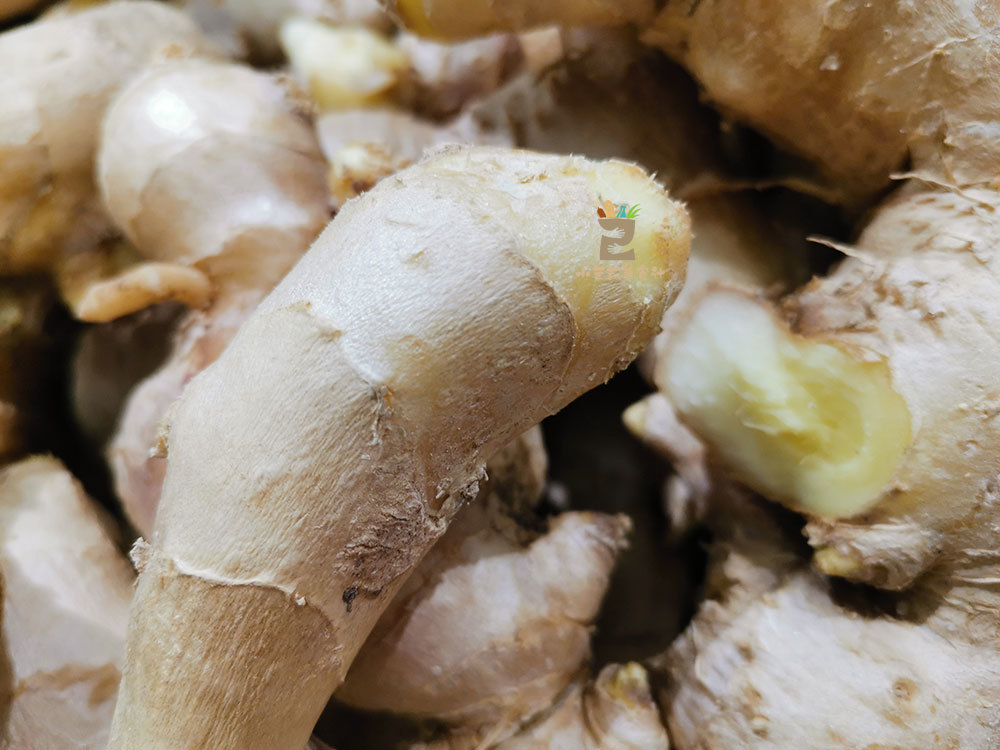 生姜放久了容易干瘪长芽教你4个保存方法放一冬都新鲜味足