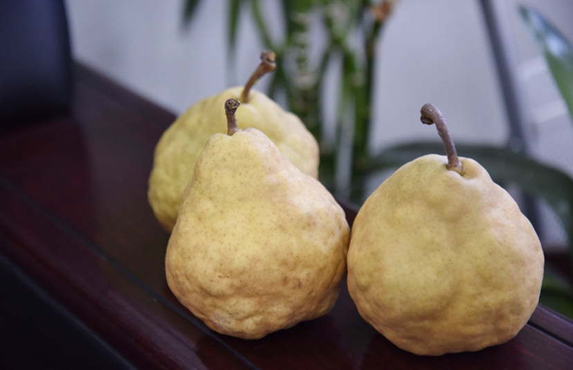 在笔者老家,有"歪瓜疙瘩梨"的俗语,大意是说不要看歪瓜疙瘩梨外表丑陋