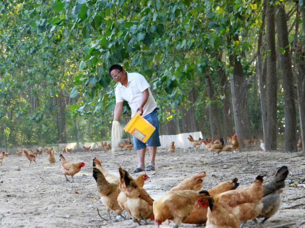 林下养鸡能致富?误人子弟!农民什么时候才能再相信专家的话?_腾讯新闻