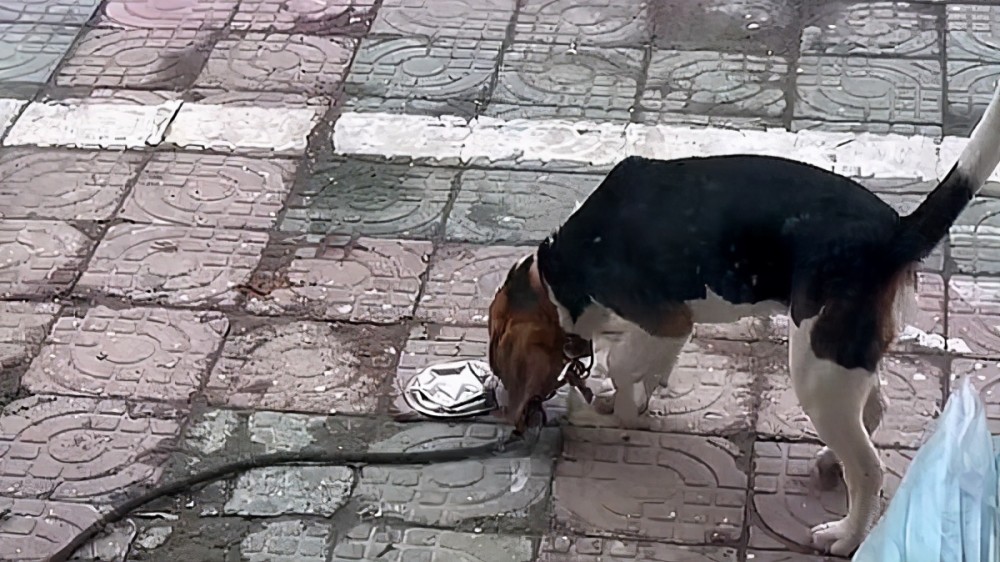 浙江男子停车时将狗子饭碗压扁狗子看向主人心想以后咋干饭