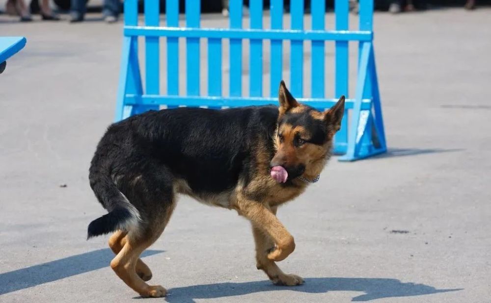 驱狗器会对狗狗造成伤害吗 腾讯新闻