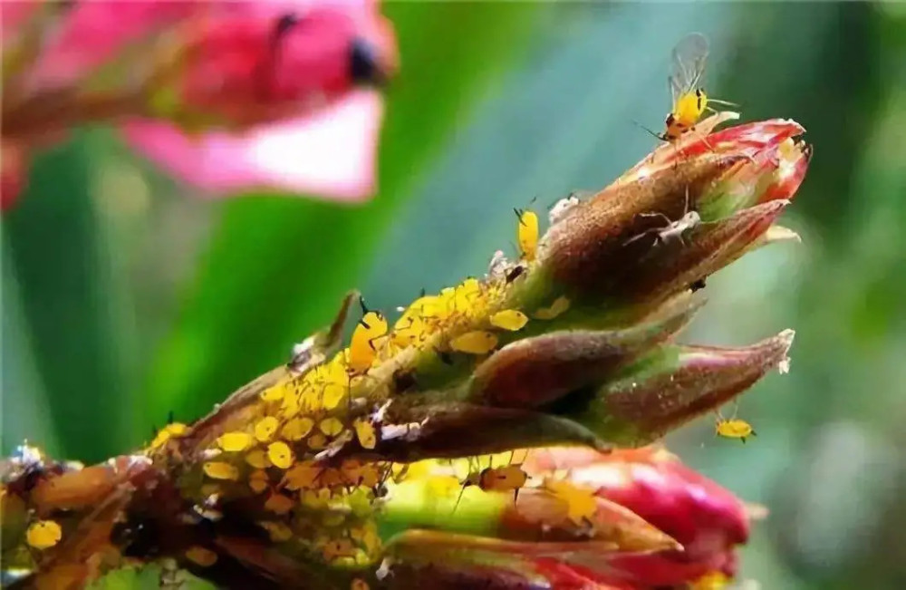 农村家里的月季发芽了,蚜虫非常多,不用药,该怎么防治?
