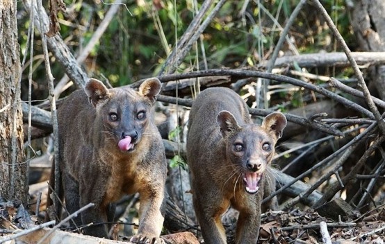 不过在当地政府如今也把马岛缟狸列入到了濒危保护物种的行列中,希望