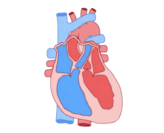 心脏的"门"坏了
