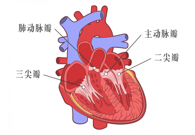 心臟的門壞了