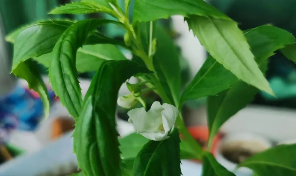 一朵花的绽放 腾讯新闻