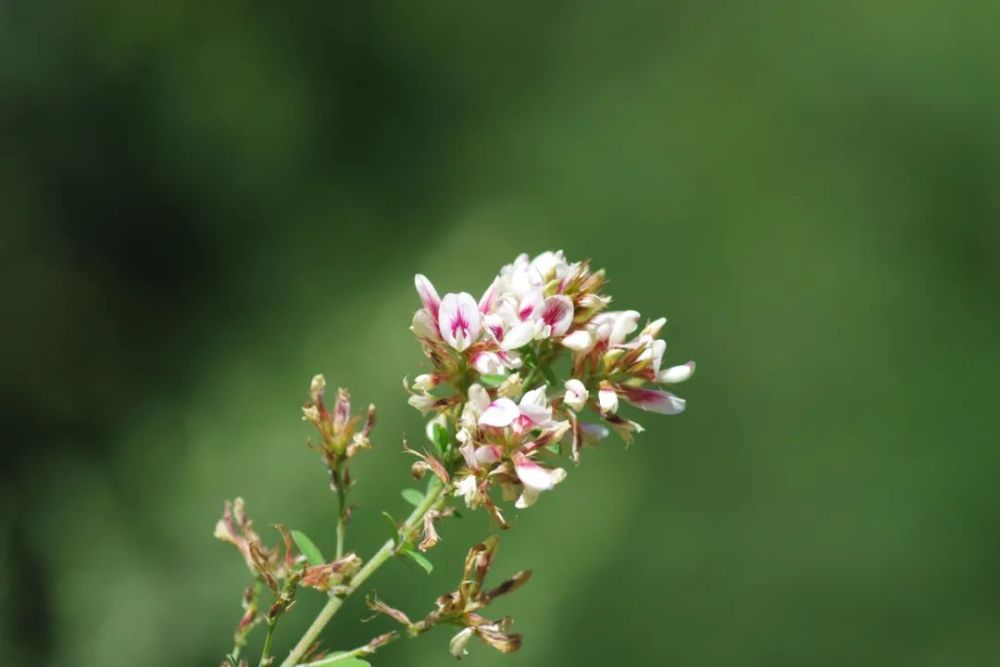 牛枝子 豆科 胡枝子屬小扁豆 遠志科 遠志屬翼莖羊耳菊 菊科 羊耳菊屬